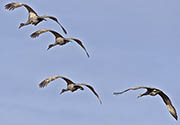Bosque Del Apache